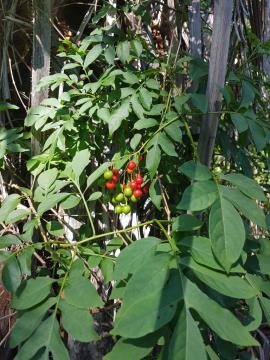 Brazilian nightshade growing over a palm tree.