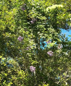 Brazilian nightshade growing over native vegetation.
