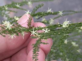 Climbing asparagus flowers with branchlets and cladodes in one plane