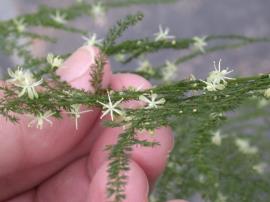 Climbing asparagus flowers with branchlets and cladoes in one plane