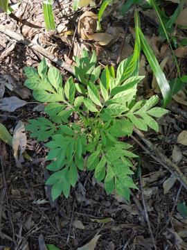 Brazilian nightshade seedling
