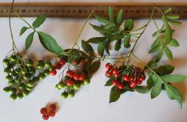 Brazilian nightshade has shiny berries that are red when ripe.