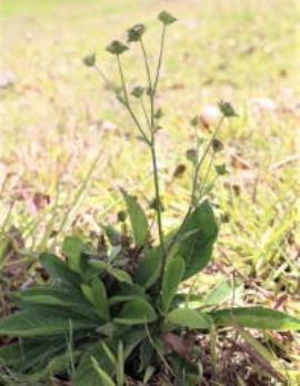 Tabacco weed stems are upright and branch at the top half. 