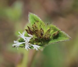 Tobacco weed flowers has white flowers that grow in clusters at the tips of the stems. 