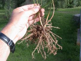 Climbing asparagus root system
