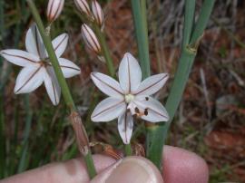 Onion weed flowers close up