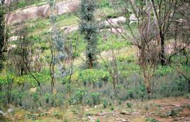 Boneseed regenerates quickly after fire