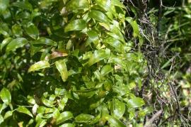 Bridal creeper with biological control rust fungus (Puccinia myrsiphylli) damage on the leaves.