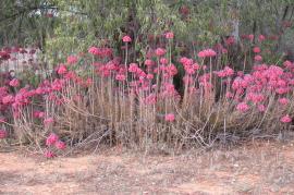 Bryophyllum delagoense infestation. 