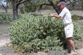 Hudson pear grows to 1.5 m high and to 3 m wide