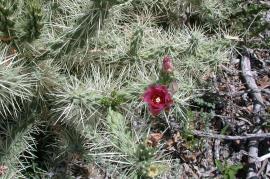 Hudson pear spines may reach up to 3.5 cm
