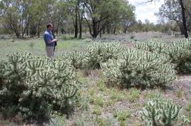 Hudson pear infestation
