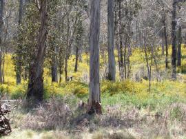 Flowering Scotch broom infestation in a woodland.