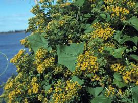 Delairea odorata - Cape ivy