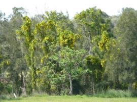 Cat's claw creeper vines climbing over tall trees. Yellow flowers are present.