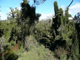Cat's claw creeper smothers and kills other plants even high up in the canopy.