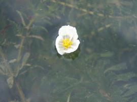 Leafy elodea flowers have 3 white petals and yellow centres.