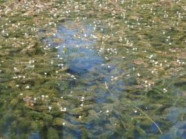 Infestation of leafy elodea with submerged leaves and flowers just above the water.