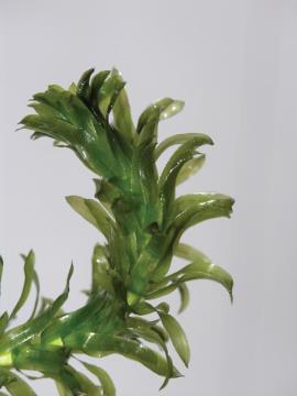 Leafy elodea leaves grow in close whorls along the stem.