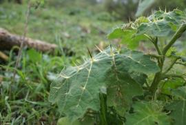 Tropical  soda apple leaves are lobed and covered in spines. 