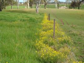 Fireweed growing along a fenceline. Left of fence: pasture direct drilled with ryegrass competes well with fireweed.