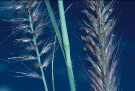Fountain grass flower spike.
