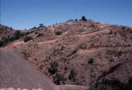 Fountain grass growing on rocky exposed sites.