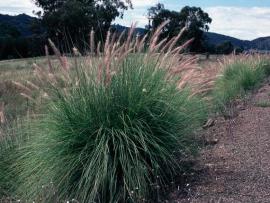 Fountain grass plant.