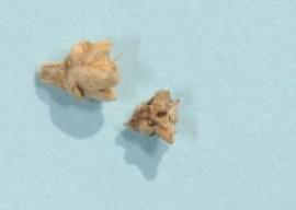 Galenia fruit are dry, angular capsules up to 3 mm long.