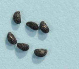 Galenia seed are 1.5 mm long.
