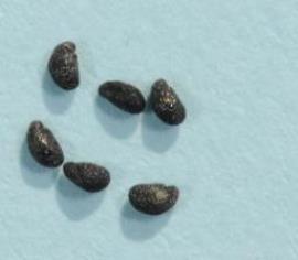 Galenia seed are black and shiny.
