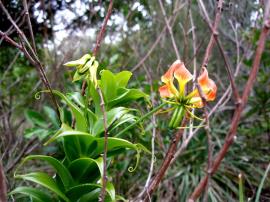 Glory lily flower with seed pods.