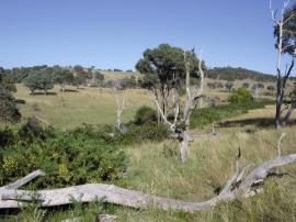 A dense infestation of gorse plants growing along a creek bank.
