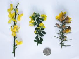 Left to right: Scotch broom; Cape broom; Gorse.