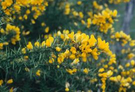 Gorse has bright yellow pea-like flowers and spiny leaves.