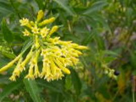 Green cestrum buds, flowers and fruit. 