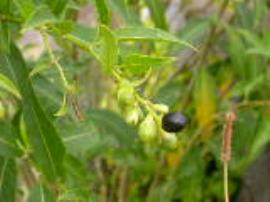 Green cestrum immature & mature fruit