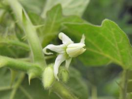Flowers are white with 5 petals that curl backwards.