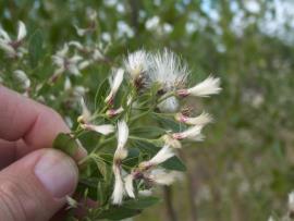 Close-up of a groundsel bush flower.