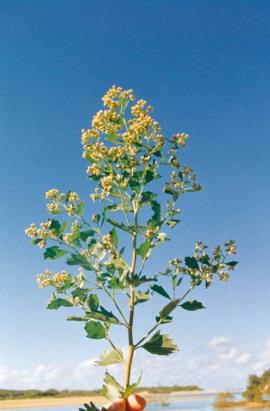 Male groundsel bush flowers are yellow.