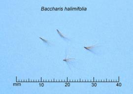 Groundsel bush seeds have a tuft of hairs and are easily blown by the wind.