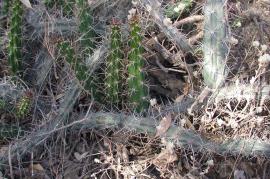 Harrisia tortuosa has long spines.