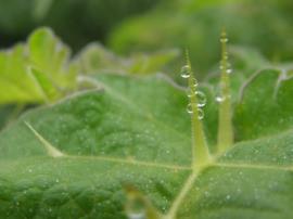 Leaf spines are cream coloured, wider at the base and have a very sharp tip.