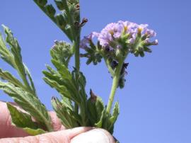Blue heliotrope has soft hairy leaves 2 - 9 cm long.
