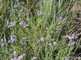 Flowering blue heliotrope plants growing amongst grasses.