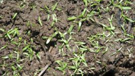  Kidney-leaf mud plantain seedlings have narrow leaves.