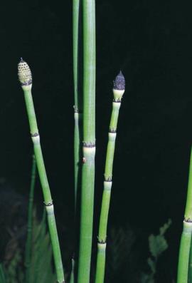 Fruiting cones, which contain spores, on the stem tips of a horsetail plant (Equisetum hyemale).