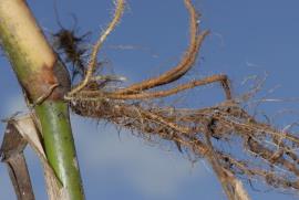 Hymenachne can produce roots from nodes.