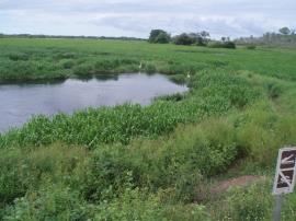 Hymenachne amplexicaulis infestation threatens wetland conservation areas