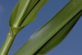 Hymenachne leaf sheath.